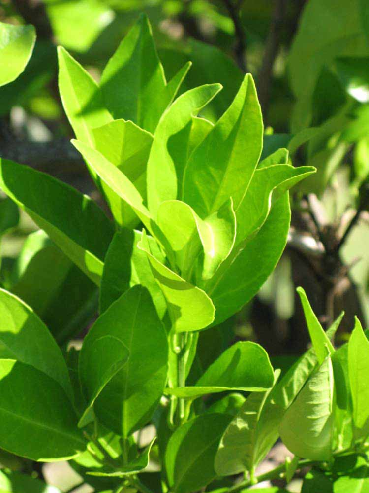              Sun leaves (Winter Haven, FL)       